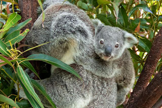 Currumbin Wildlife Sanctuary